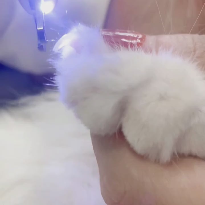 LED-ljus katt & hund kloklippare professionell husdjur